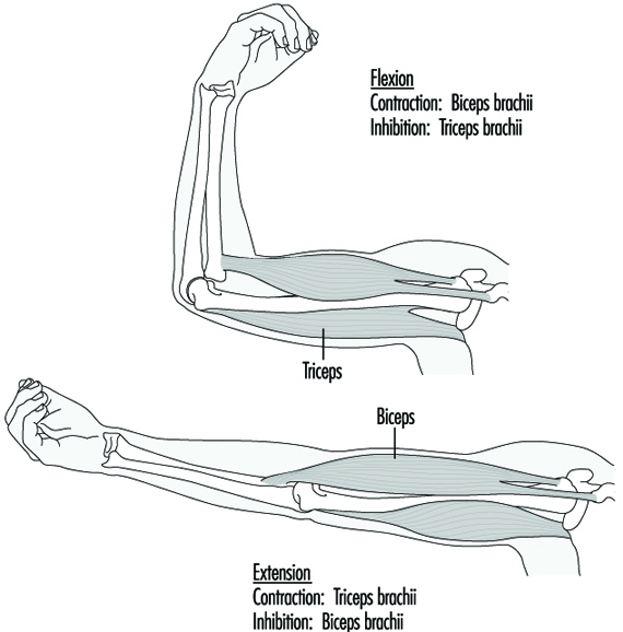 ergonomika payalnika komfort i proizvoditelnost raboty